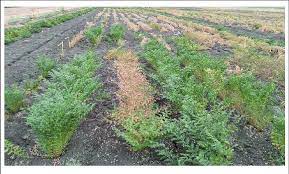 Chickpea Cultivation