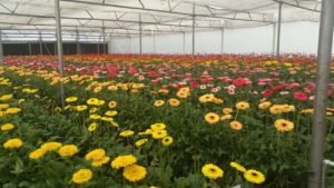 Gerbera Flowers Cultivation