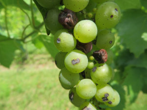 Grapes Disease