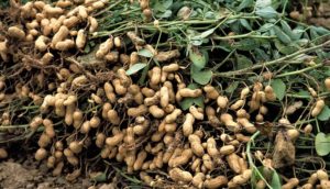 Groundnut