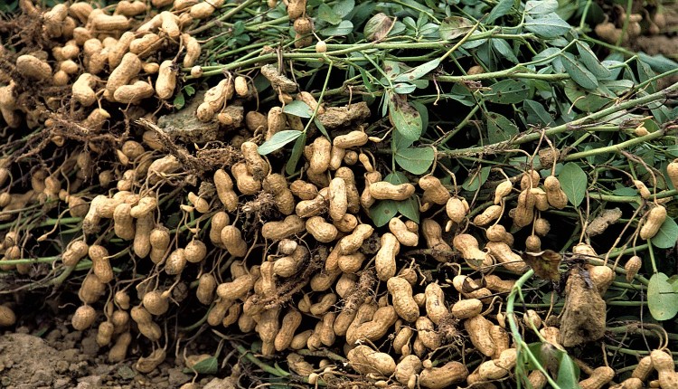 Groundnut