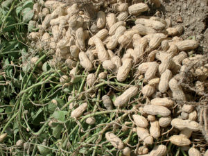 Groundnut