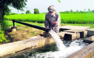 Paddy Cultivation