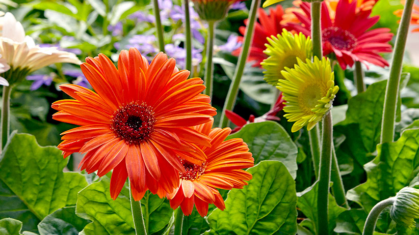 Gerbera Flower