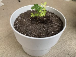 Moringa Plant