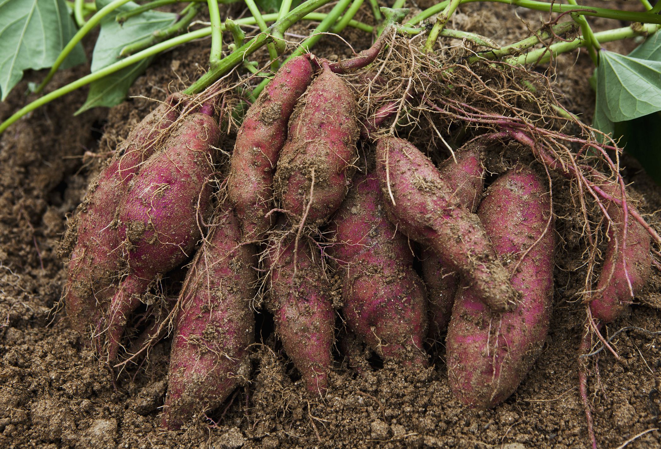 Sweet Potatoes