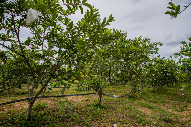 Guava Tree