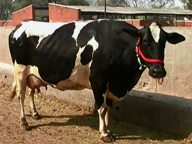 Hardhenu Breed Cow