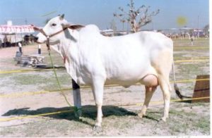 Haryana Cattle Breeds