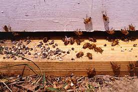 Adult Disease Management in Honey Bees