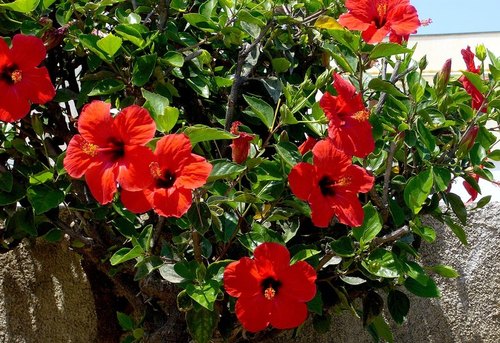 Hibiscus Benefits