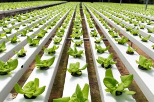 Organic vs Hydroponics