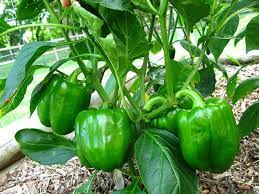 Safata Capsicum