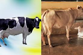 Desi Cow and Jersey Cow