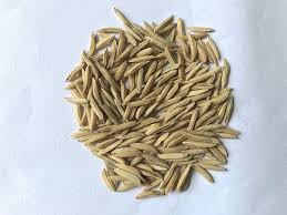 Basmati Seed