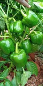 Safata Capsicum