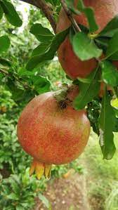 Pomegranate Farming