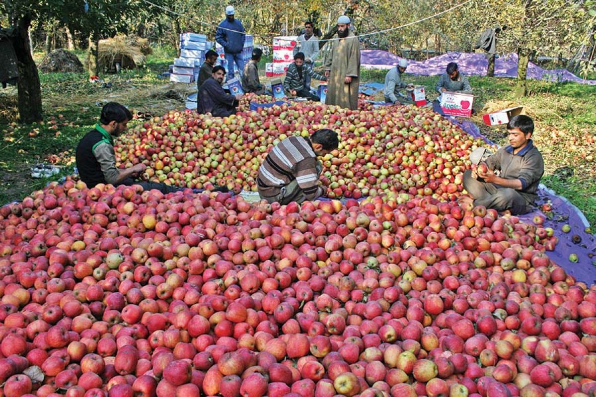 Apple Farmers