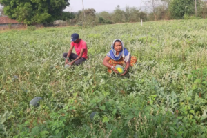 mixed farming