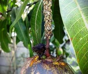 Mango Diseases