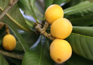 Loquat Cultivation