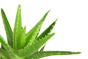 Aloe Vera Gel Benefits