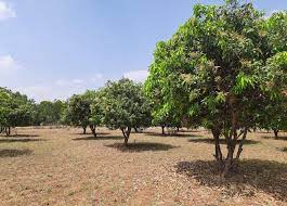 Mango Trees