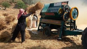 Wheat Harvesting