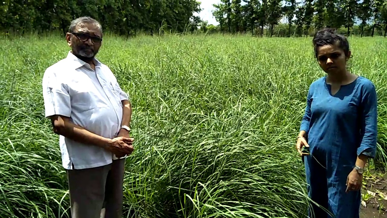 Lemongrass Farming