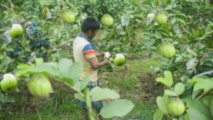 Guava Crop Harvesting 