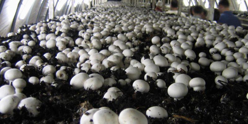 Mushroom Farming