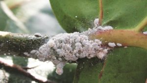 Mealybugs