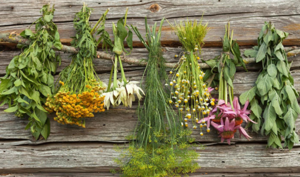 Indoor Medicinal Plants