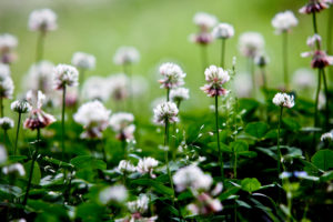 Clover Plant