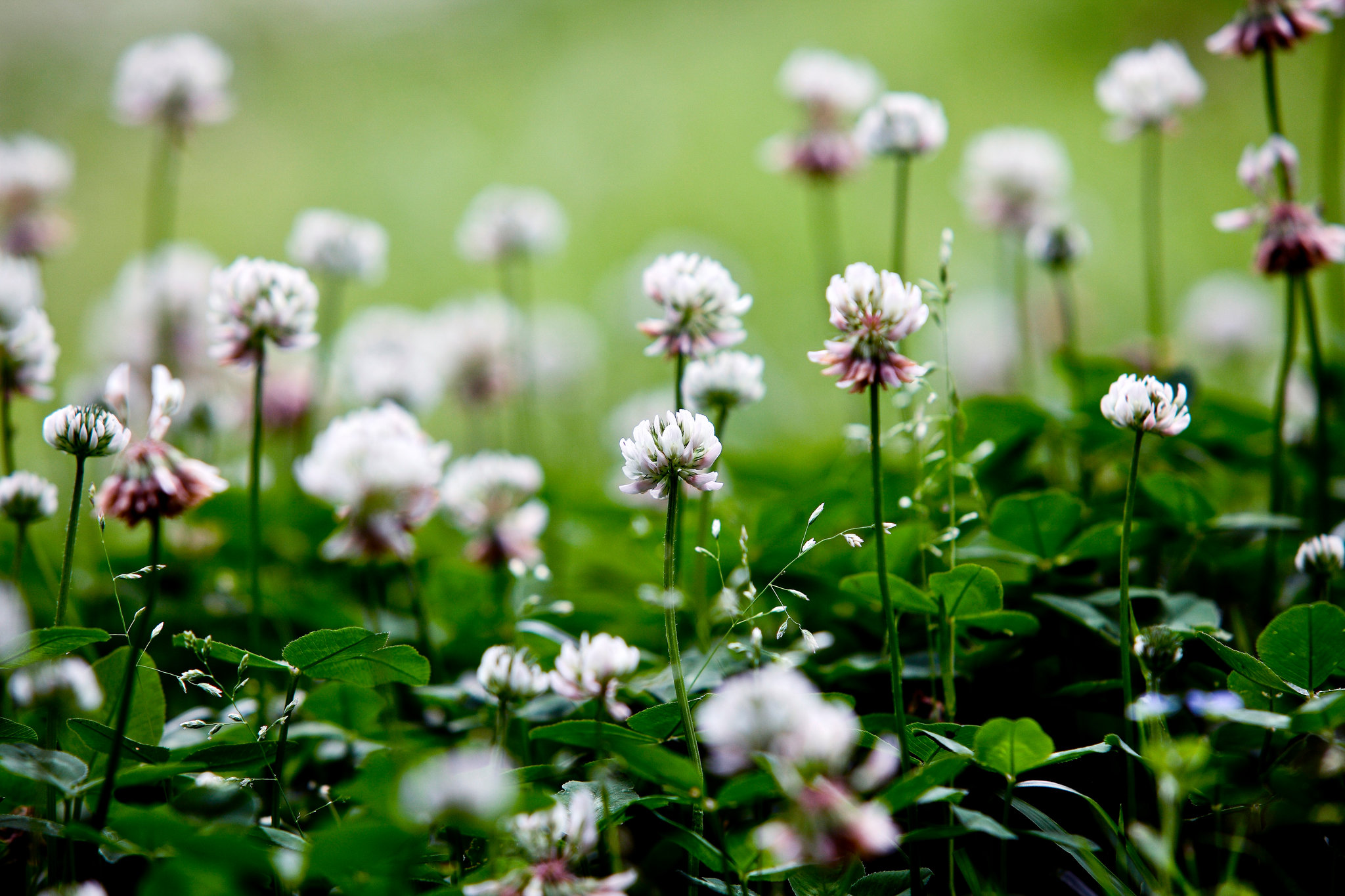 Clover Plant