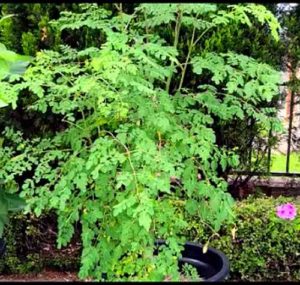 Moringa Plant