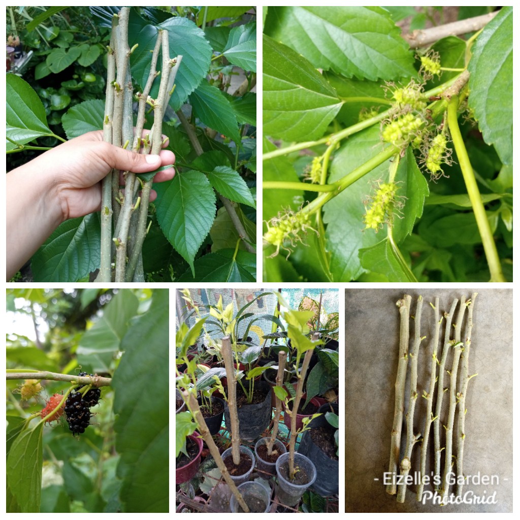 Mulberry Plant Propagation