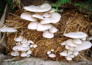 Mushroom Cultivation