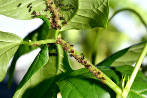 Neem Pesticides