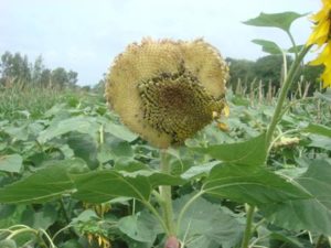 Seed setting in Sunflower