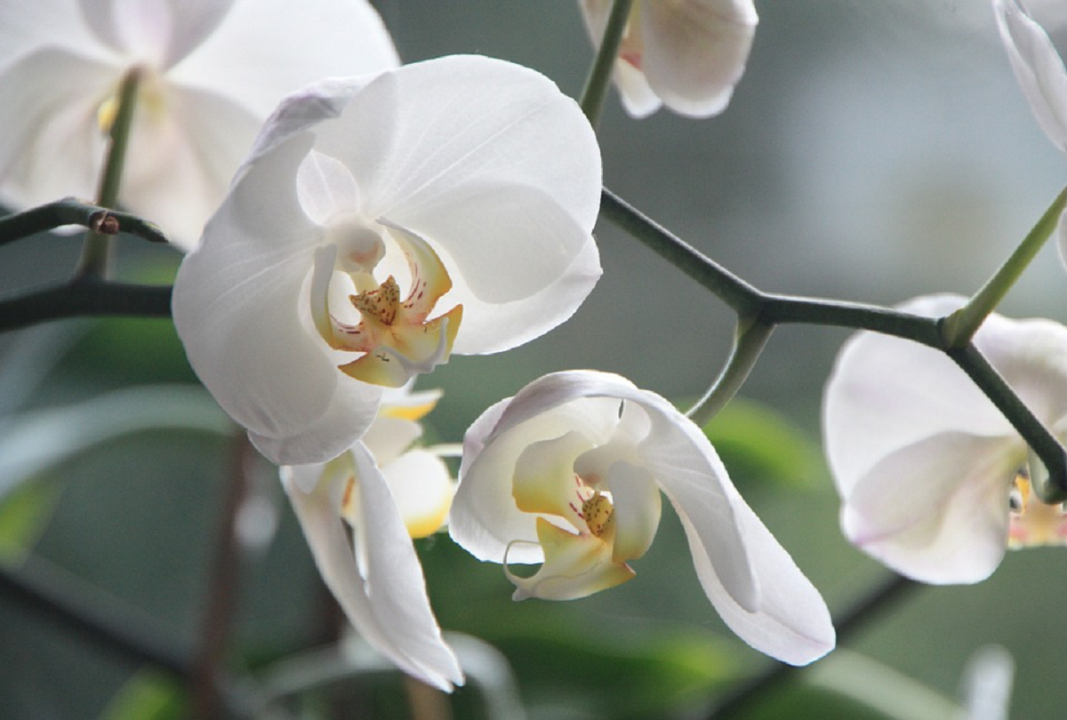 Cephalanthera Erecta