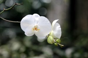 Cephalanthera Erecta