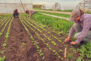 Organic Farming