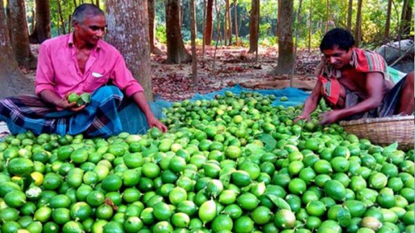 Lemon price