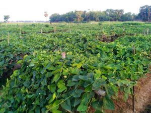 Pointed Gourd