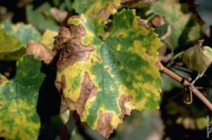 Grapes Disease