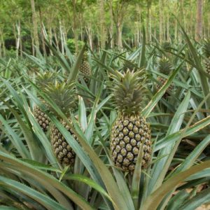 Pineapple Farming