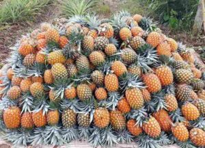 Pineapple Farming