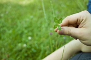 Clover Plant