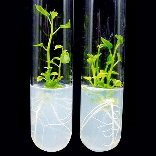 Tissue Culture